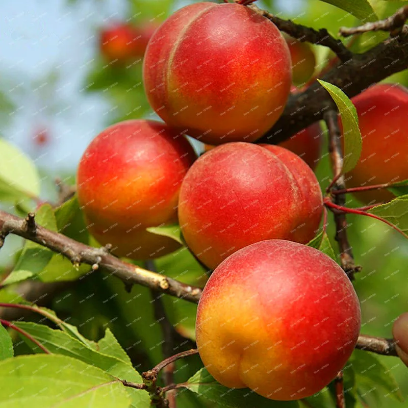 Rare Plum Seeds 10pcs Best Seeds Online Free Shipping Worldwide