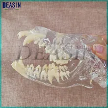 Modèle de Dentition pour chien, dents de crâne, mâchoire, os, solution transparente, enseignement de la planification, modèle Animal vétérinaire, échantillons tri-d