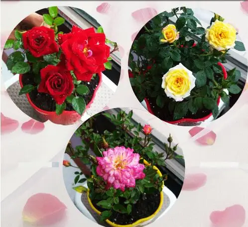 50pcs Bag Mix Color Miniature Roses Balcony Patio Table Potted