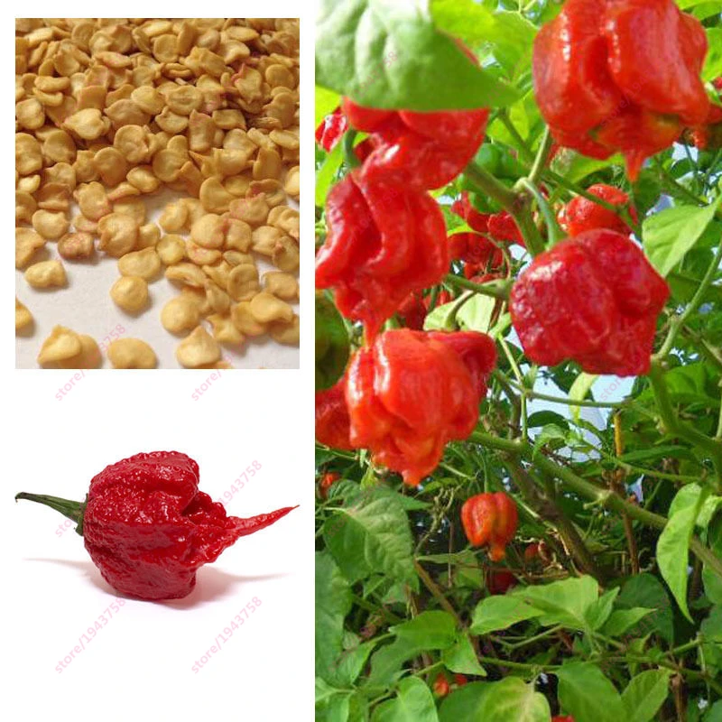 

200pcs Carolina Reaper Pepper - Capsicum Chinense - The worlds HOTTEST Chilli Pepper - Bonsai Vegetable - Extre