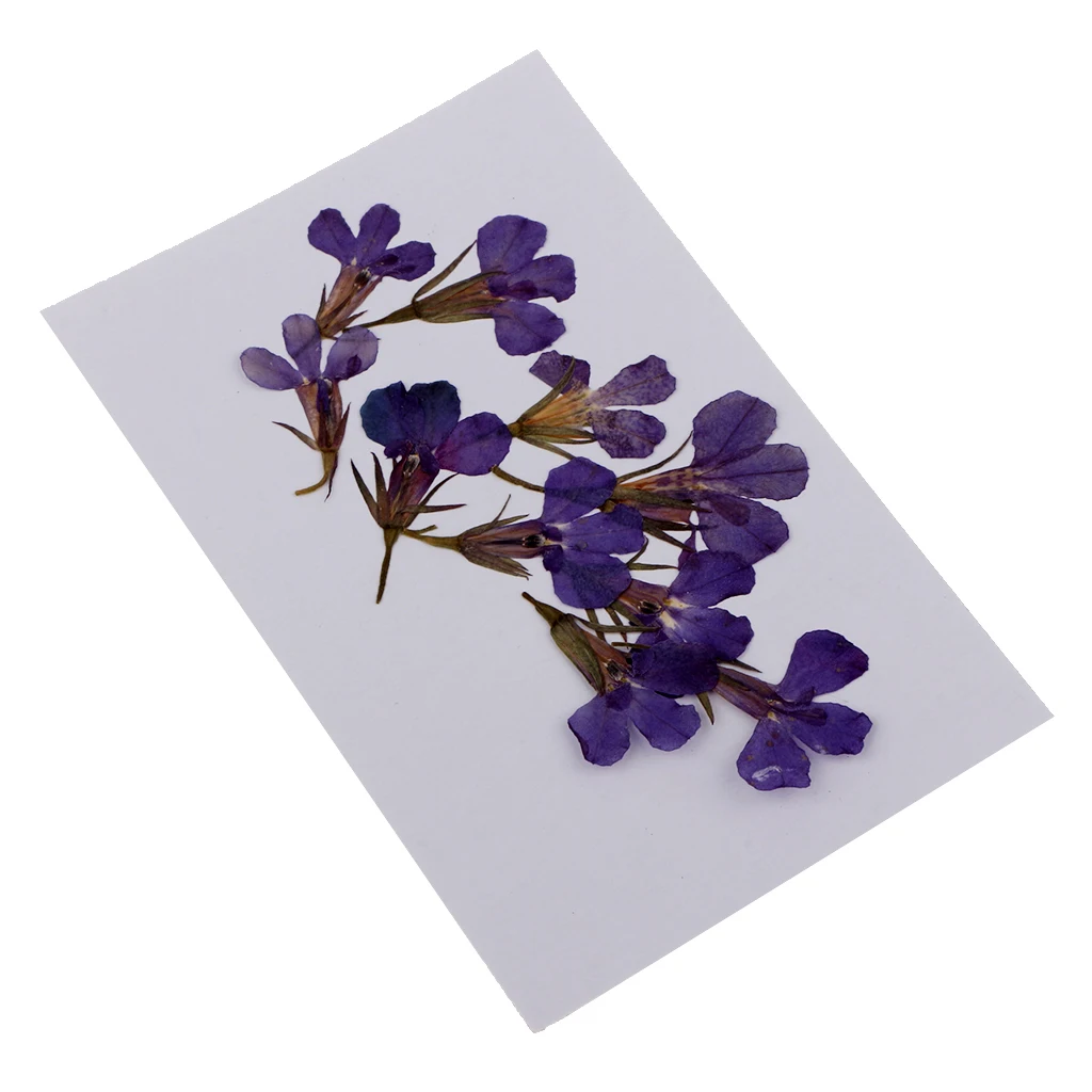 20 Pieces Pressed Dried Daisy & Lobelia Flower Dried Real Flowers Embellishments Card Making Crafts