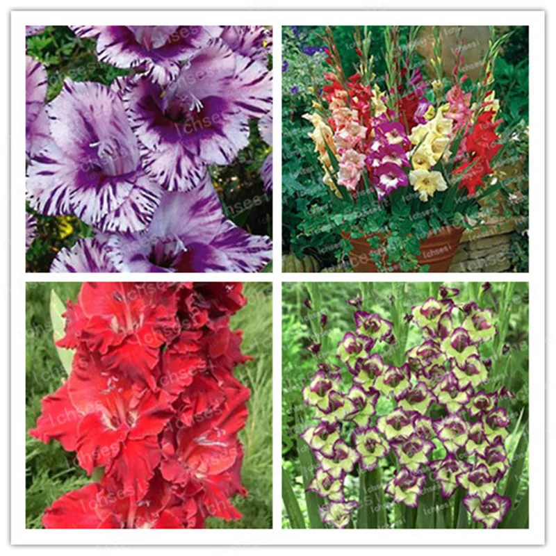 

100pcs/ Different Perennial Gladiolus Flower bonsais, Rare Sword Lily bonsais very beautoful for home garden planting