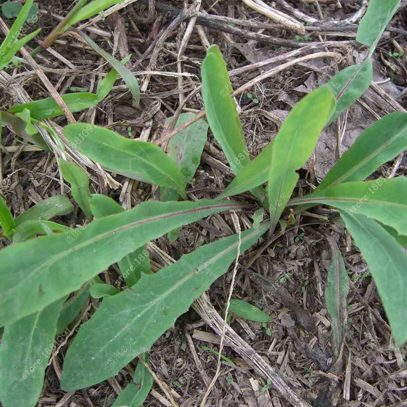 30 Wild & Opium Bitter Lettuce Seeds, Lactuca Virosa Herb Seeds for