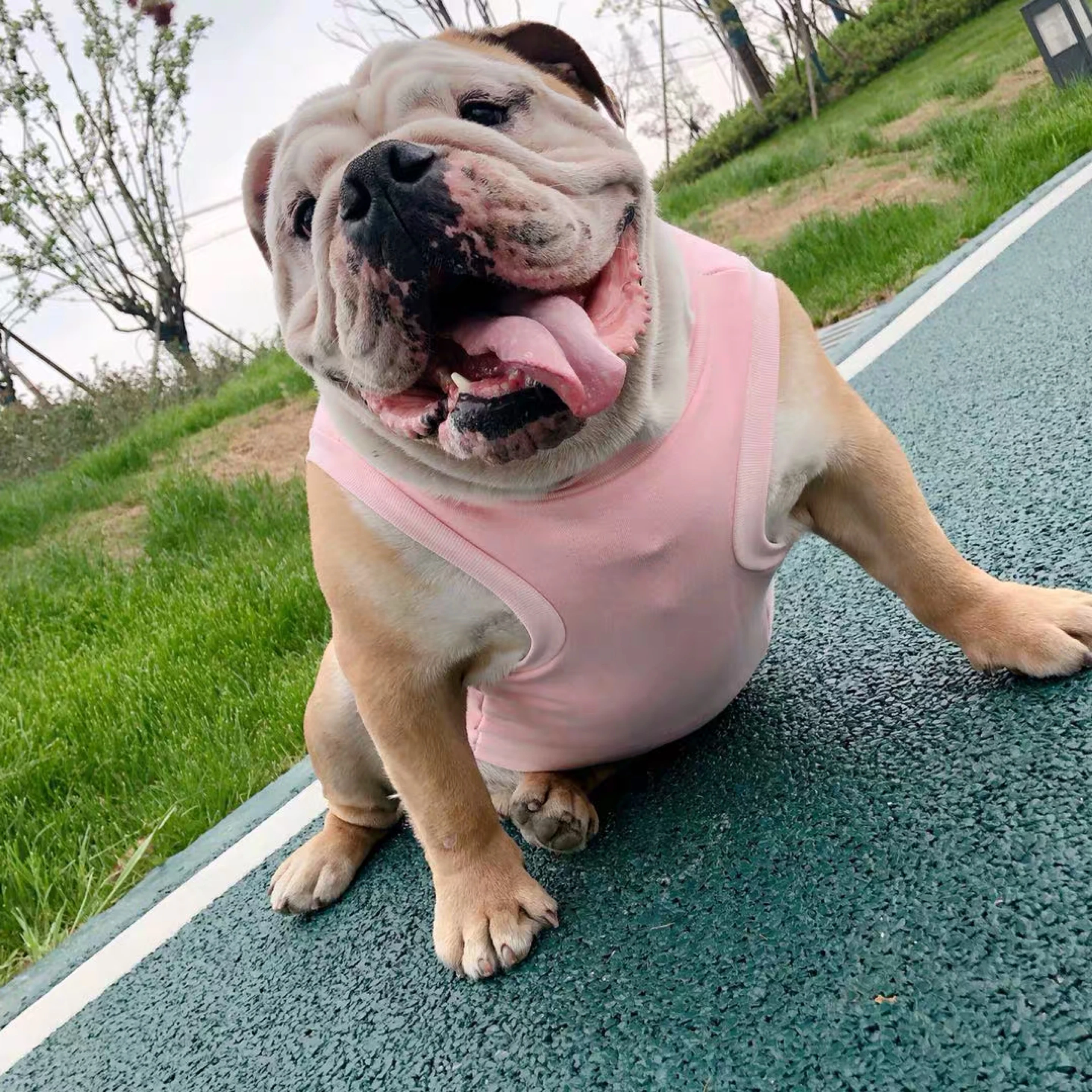 ネットレッドフライング象ピンクベストフランス戦闘いじめ脂肪犬や猫服薄型ベスト Dog Vests Aliexpress ネットレッドフライング象ピンクベストフランス戦闘いじめ脂肪犬や猫服薄型ベスト Dog Vests Aliexpress
