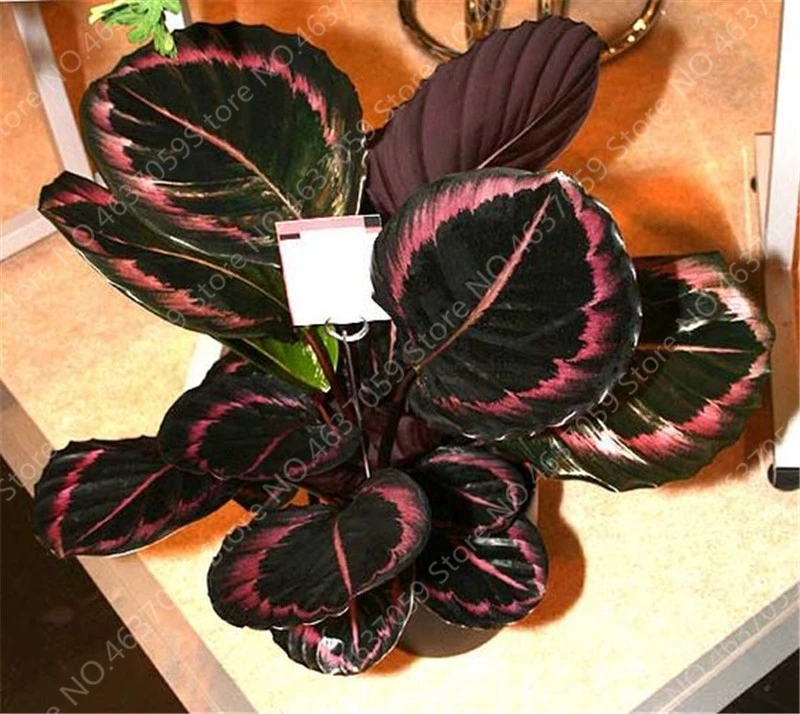 100 Pcs/ bag Rare Palm Turtle Leaves Monstera Bonsai Outdoor Potted Plant Tree Bonsai Mix Home Perennial Foliage Plants Flower 100 Pcs/ bag Rare Palm Turtle Leaves Monstera Bonsai Outdoor Potted Plant Tree Bonsai Mix Home Perennial Foliage Plants Flower