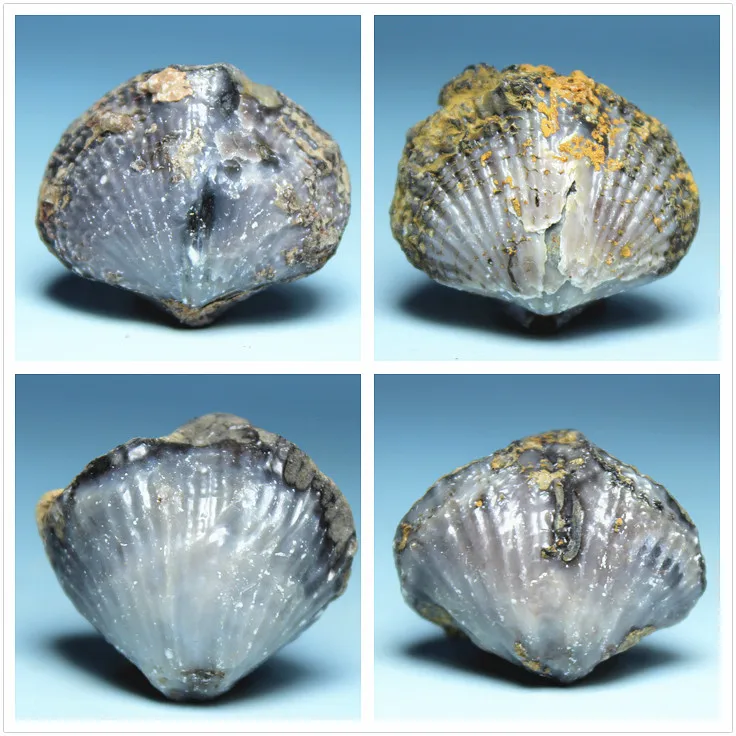 

Производство Guangxi, безwindows shell fossil образцы камней, Обучающие образцы кости минералов, научная коллекция
