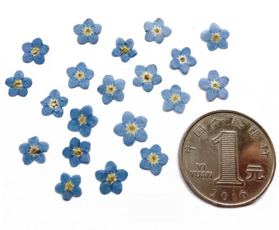 100 шт. прессованный высушенный натуральный синий Myosotis sylgatica для цветочных