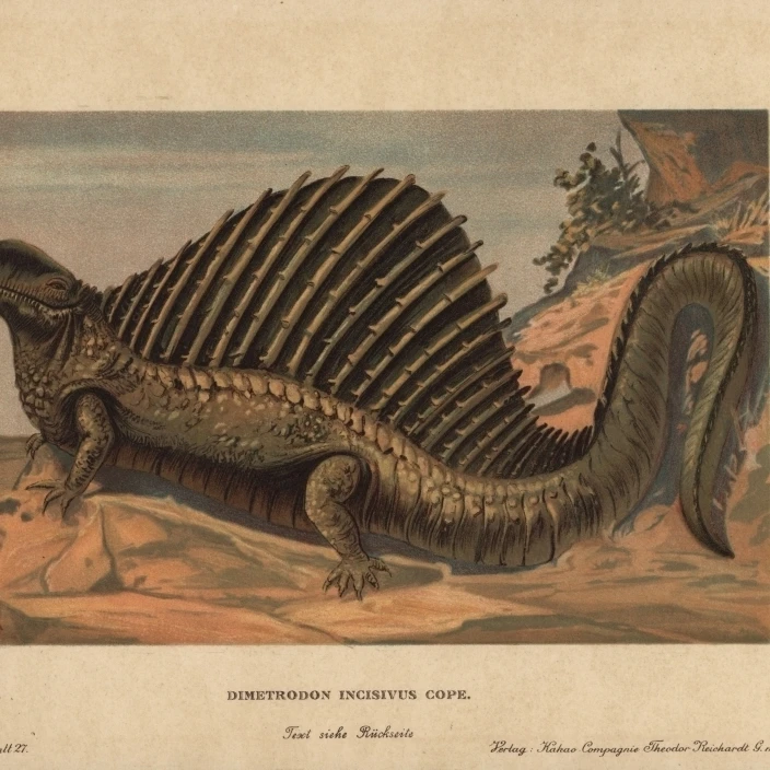 Dimetrodon  Extinct Predatory Synapsid Genus Of The Permian Poster Print By <ALIMT >&reg;</ALIMT> Florilegius Mary Evans (36 X 24)