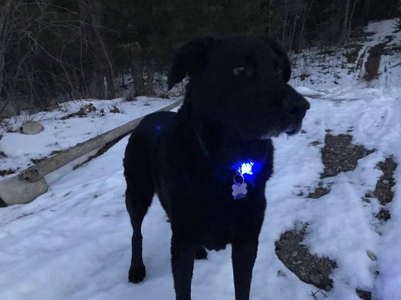 RUFFWEAR-Beacon Безопасный свет для собак, прозрачное озеро
