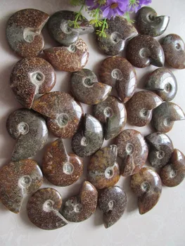 

Natural AMMONITE PRETTY NAUTILUS MADAGASCAR FOSSIL SPECIMEN HEALING 30G--50G