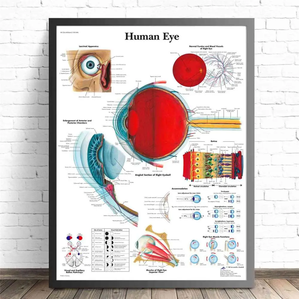 Human Organs Anatomy Medical Canvas Art Painting Posters And Prints Wall Pictures Living Room Decorative Home Decor No Frame - Цвет: Human Eye