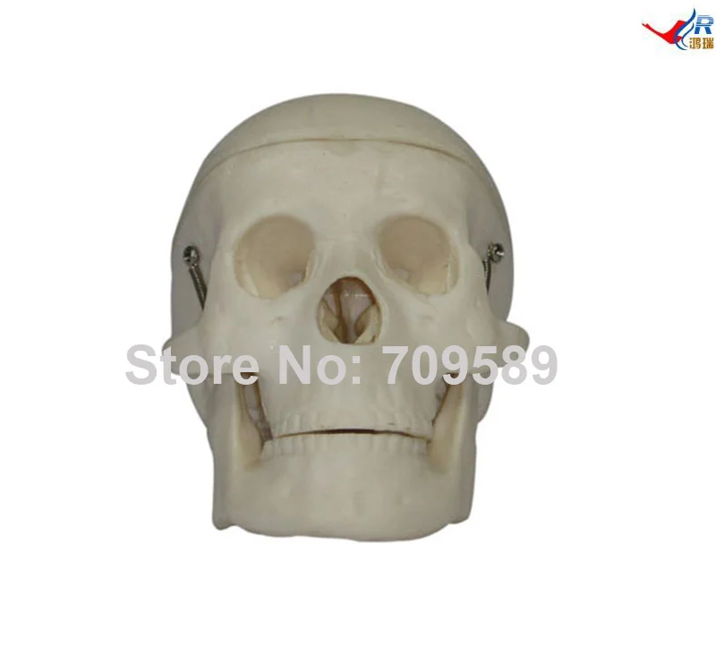 

Miniature Plastic Skull