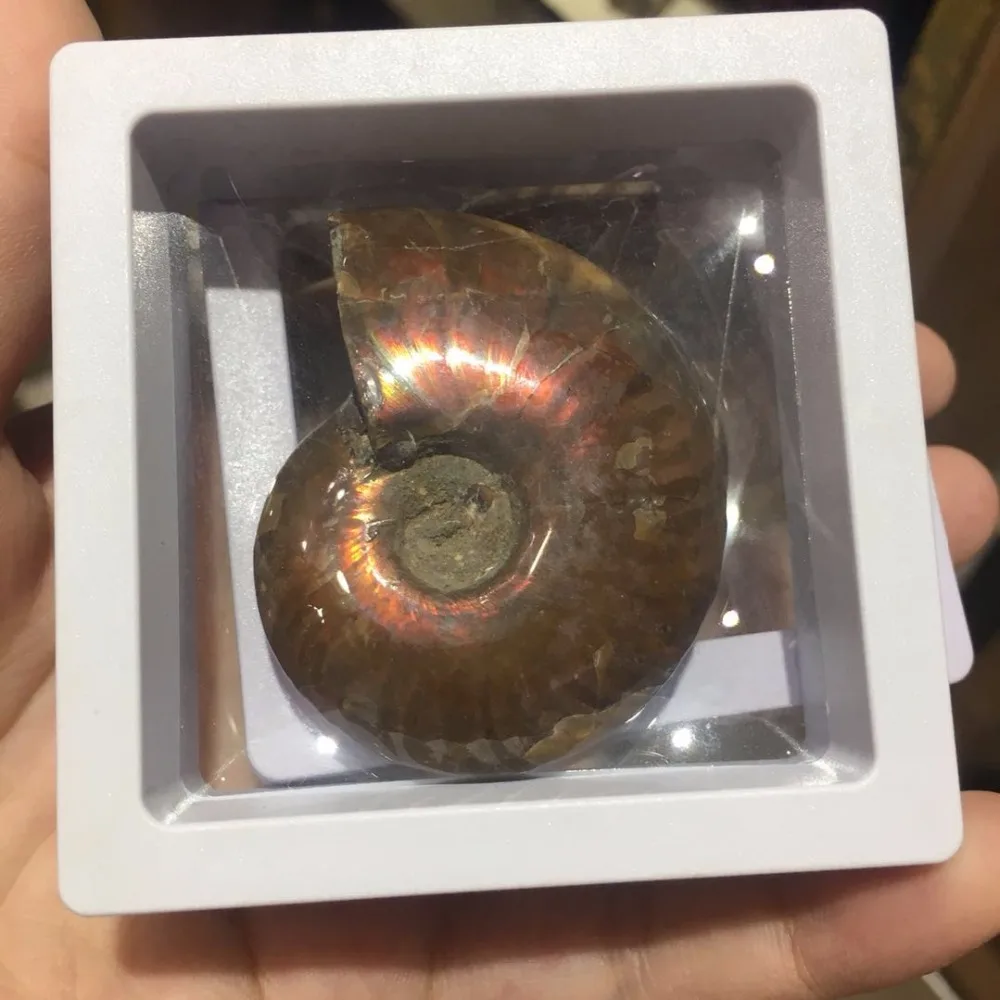 Ammonite Fossil (3)