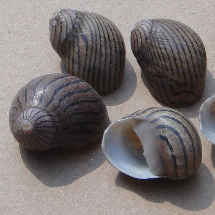 Watermelon Striped Natural Small Conch3