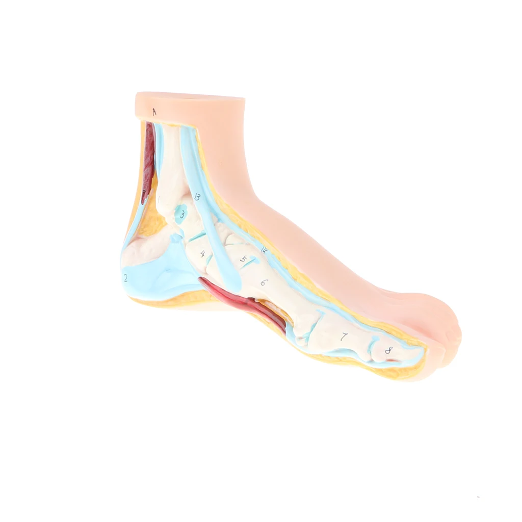 1:1 Lifesize Human Normal/ Arched/ Flat Foot Model with Ligaments Bones Muscles Medical Anatomical Study Kit