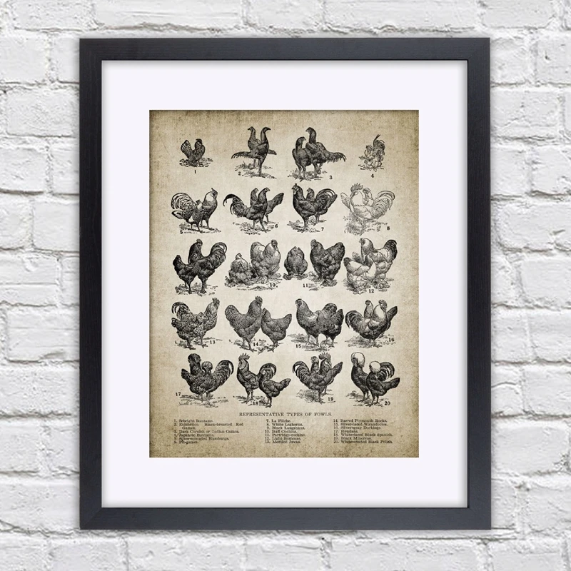 Vintage Chicken Print