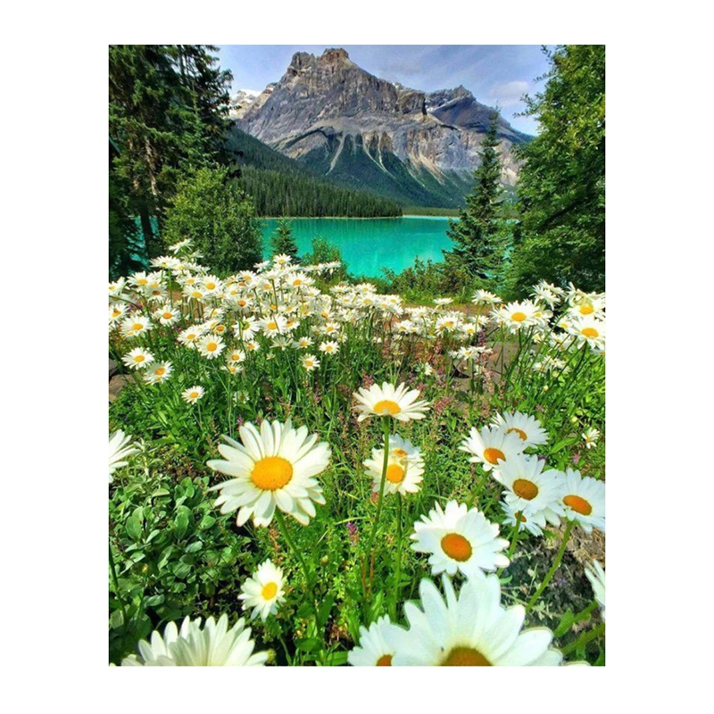 Landscape daisy flower 