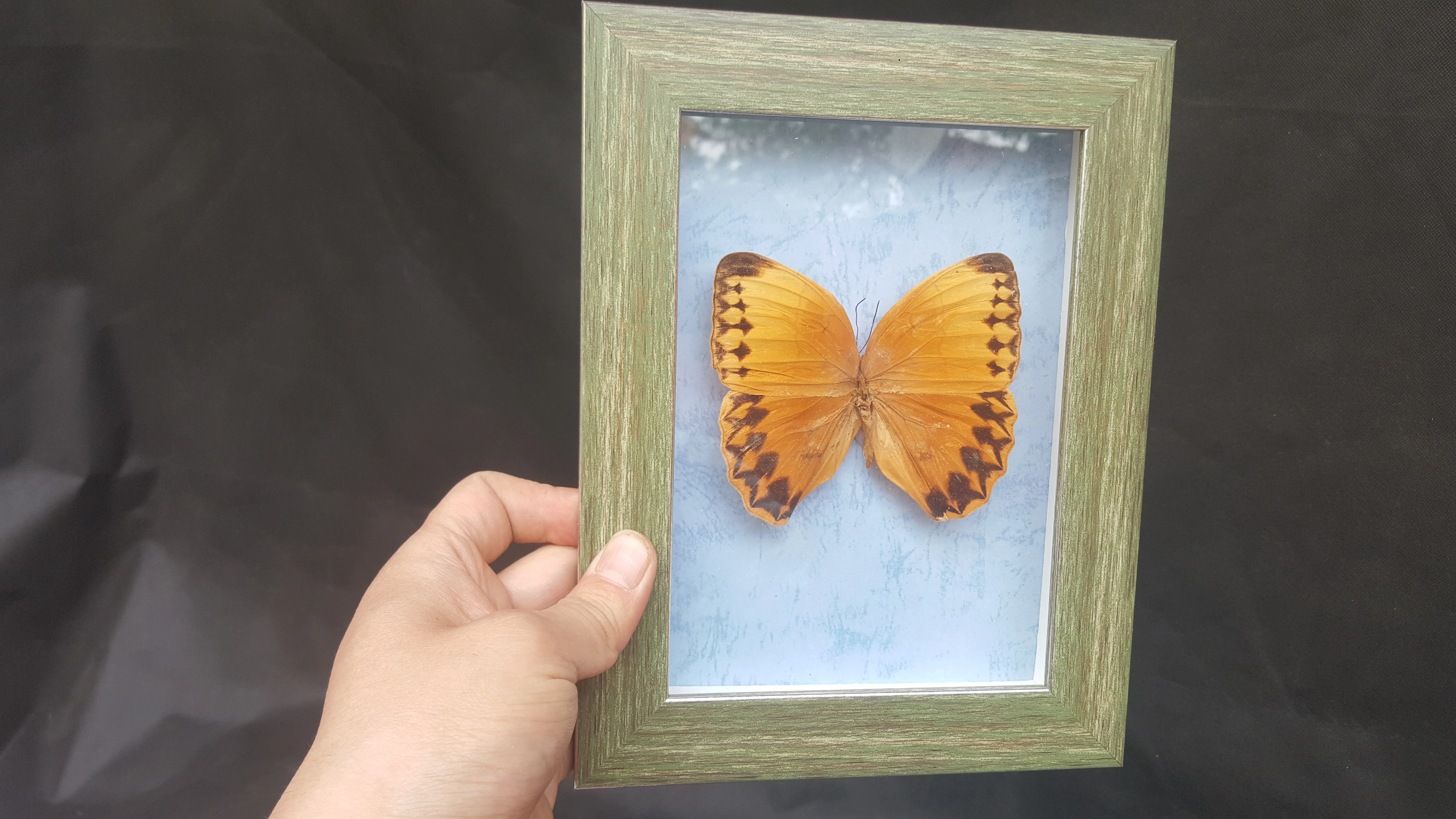 Real Butterfly Wall Art Framed Insect Display Real Genuine Asian Taxidermy Natural oddies Craft Wall