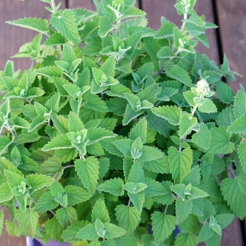 Novel Plant 400 шт Смешанные Catnip Саженцы бонсай для дома украшения сада Мятные ароматические травы Nepeta Cataria рассады Novel Plant 400 шт Смешанные Catnip Саженцы бонсай для дома украшения сада Мятные ароматические травы Nepeta Cataria рассады