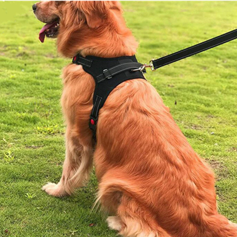 Belt for golden retriever Clearance