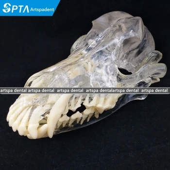 

Dog Dentition Model The dog teeth skull jaw bone transparent solution planing teaching Veterinary Animal model specimens