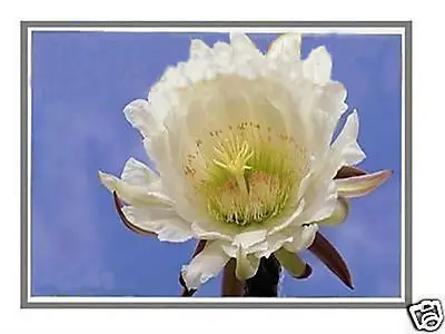 

LAPTOP LCD LED SCREEN FOR HP MINI 110-1030CA 10.1 WSVGA