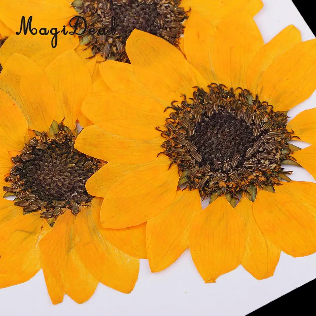 6 Pieces Pressed Natural Real Dried Flowers Sunflower for DIY Resin Ornament Craft Christmas Xmas Card Making Decoration