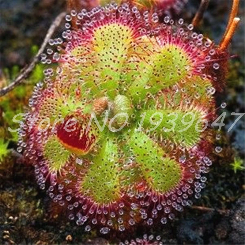 Sale! 100 Pcs/ bag Bonsai Sundew Plants Blue enchantress Carnivorous plant table Pot Drosera peltata Bonsai Radiation Protection