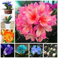 Real-Clivia-Bulbs-3-Pcs-Flowers-Bulbos-Bonsai-Garden-Happy-Farm-Decorative-Mixed-Color-Clivia-Rhizome.jpg_200x200