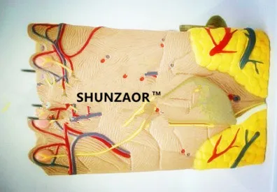 HTB1vWKVKFXXXXa5aXXXq6xXFXXXY