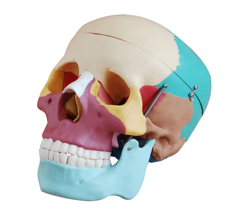 

1:1 color head model, the natural human,skull, adult head, the anatomy of the medical skeleton head skeleton model