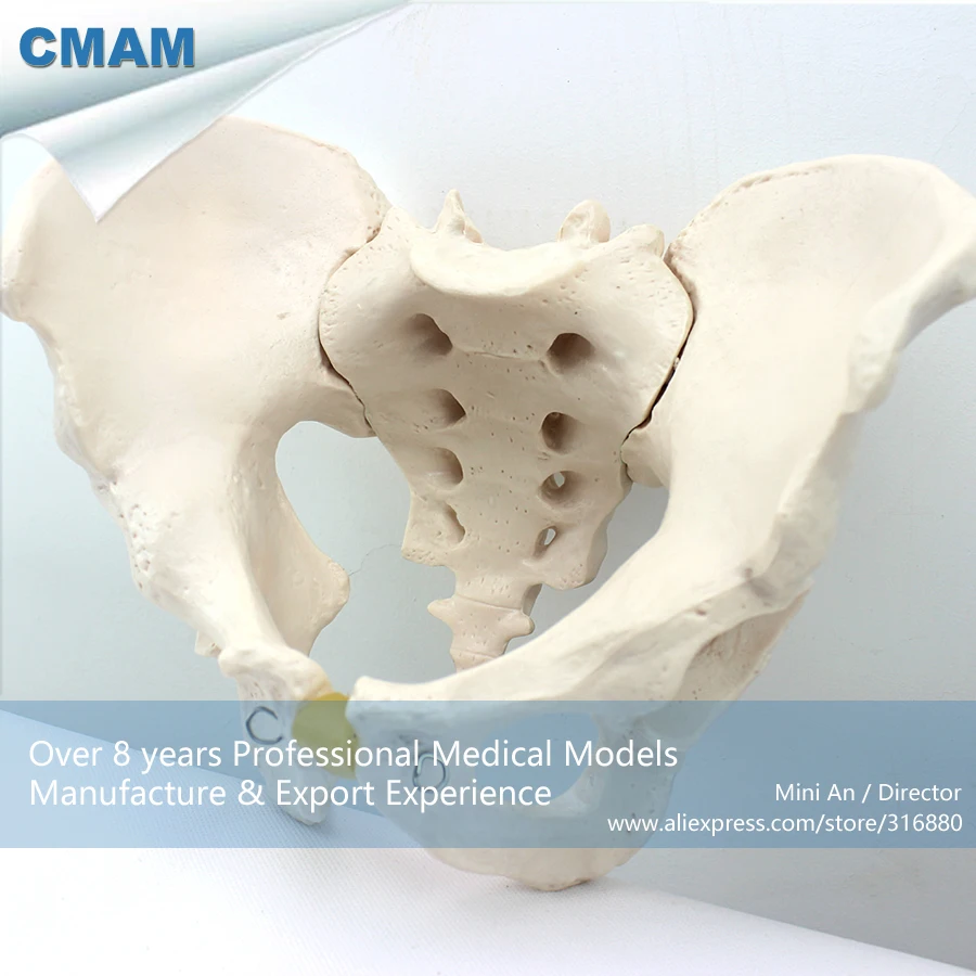 

No. 12339 , Male Pelvis , Medical Science Didactic Pelvic Model , CMAM china medical anatomical models