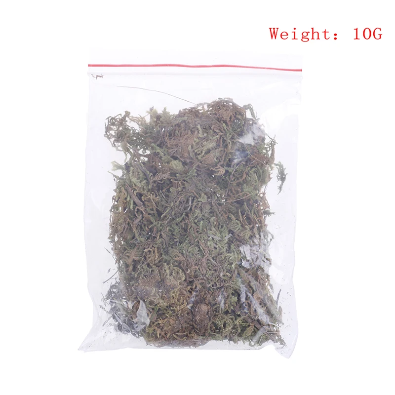 10G Sphagnum Moss Moisturizing Nutrition Organic Fertilizer For Phalaenopsis Orchid Musgo Sphagnum Sphagnum Moss Garden Supplies