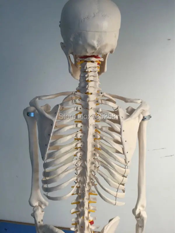 human skeleton model 03