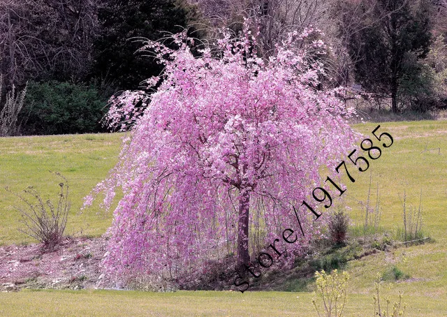 dwarf japanese weeping cherry tree