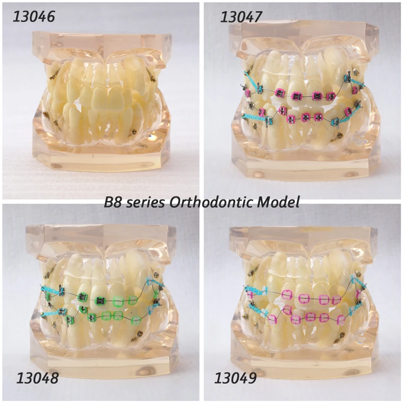 

DH/13046, Clear Orthodontic Model, 24 tooth ,Dentist Transparent Oral Dental Orthodontic Model, Medical Anatomical Model