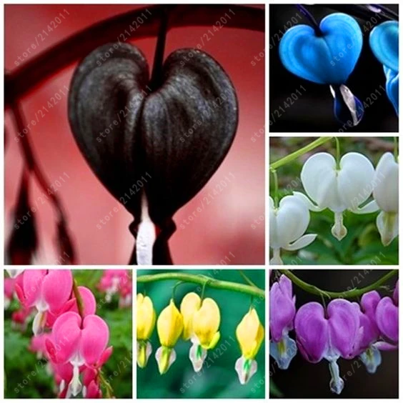 100 pcs bag dicentra