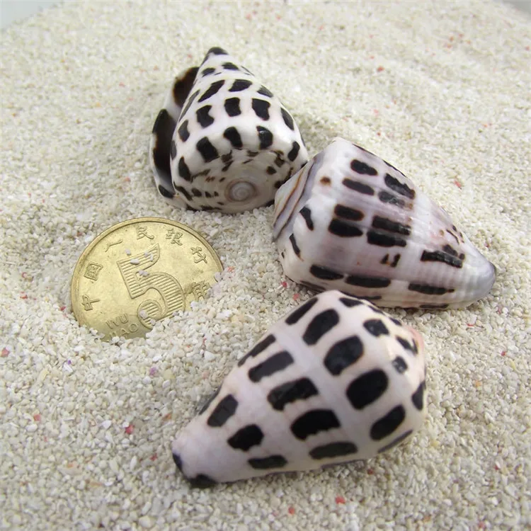 

New style home/wedding/party decoration natural conch shell aquarium decoration boutique spot zebra Conus point