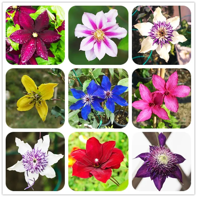 

ZLKING 2 Bulbs Multi-Colored Clematis Bulbs, Real Rare Clematis Plant, Outdoor Plant, Natural Growth, Bonsai Home Garden