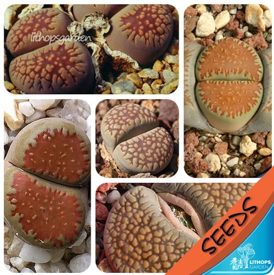 100% свежий Настоящее lithops villetii смешанные сочные кактус Semillas ~ живые камни