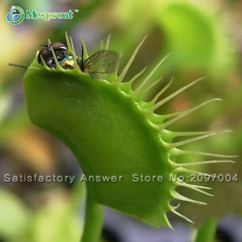 

Hot Sale! 20 PCS Flytrap Bonsai Potted Dionaea Muscipula Plant Bonsai Terrace Garden Carnivorous Plant Bonsai