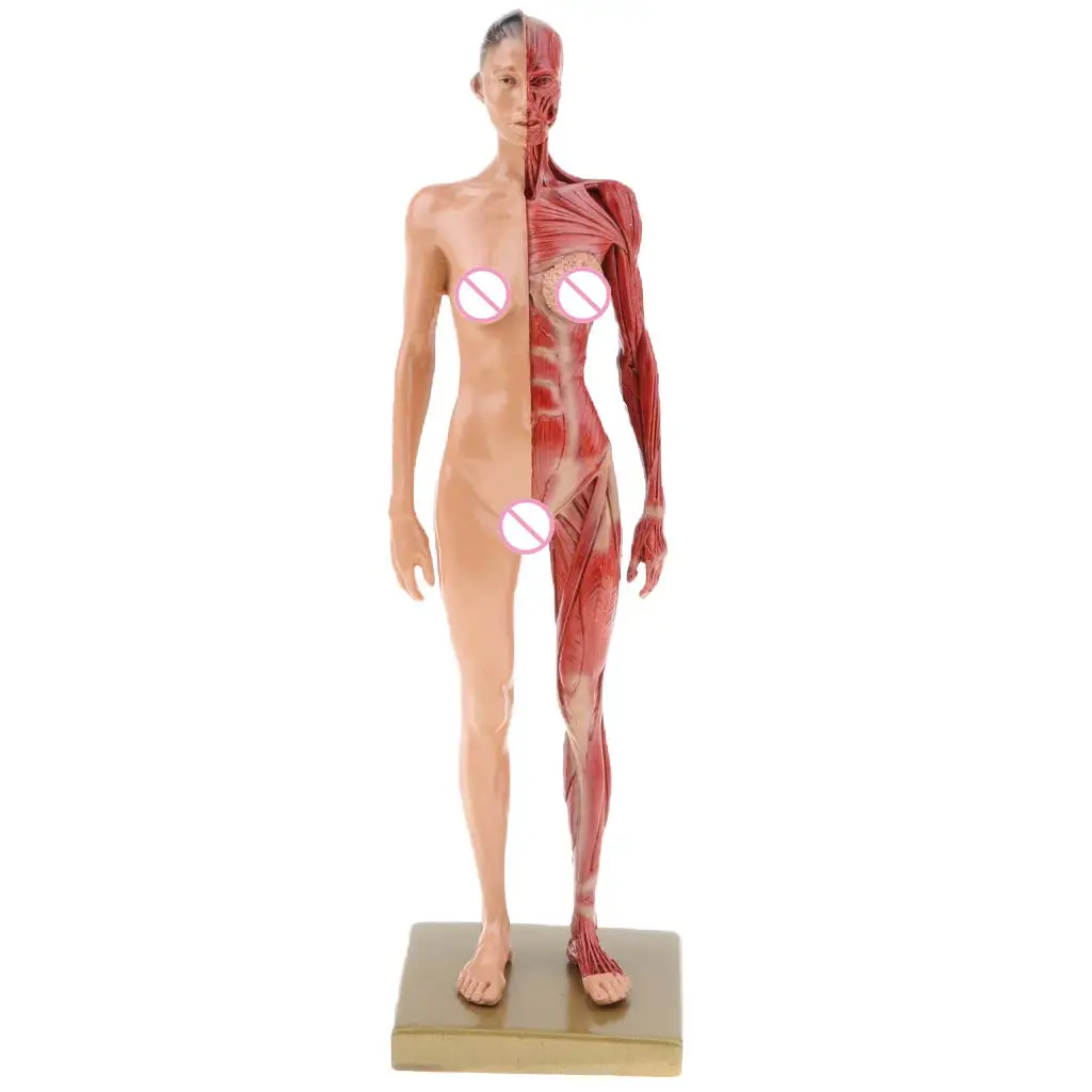  30cm Female Muscle Model Structure Human Woman Anatomical Model for School Teaching Tool Learning D - 32973589283