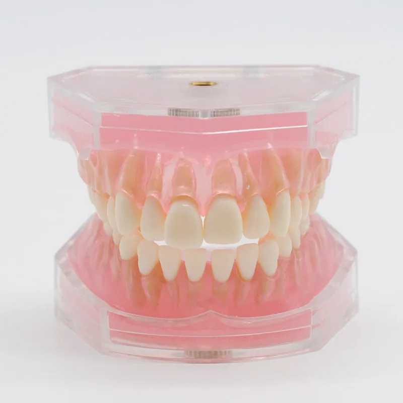 

Dental Teeth Model Study Teaching Standard Model Removable Soft Gum Teeth Typodont Dentures Model Dental