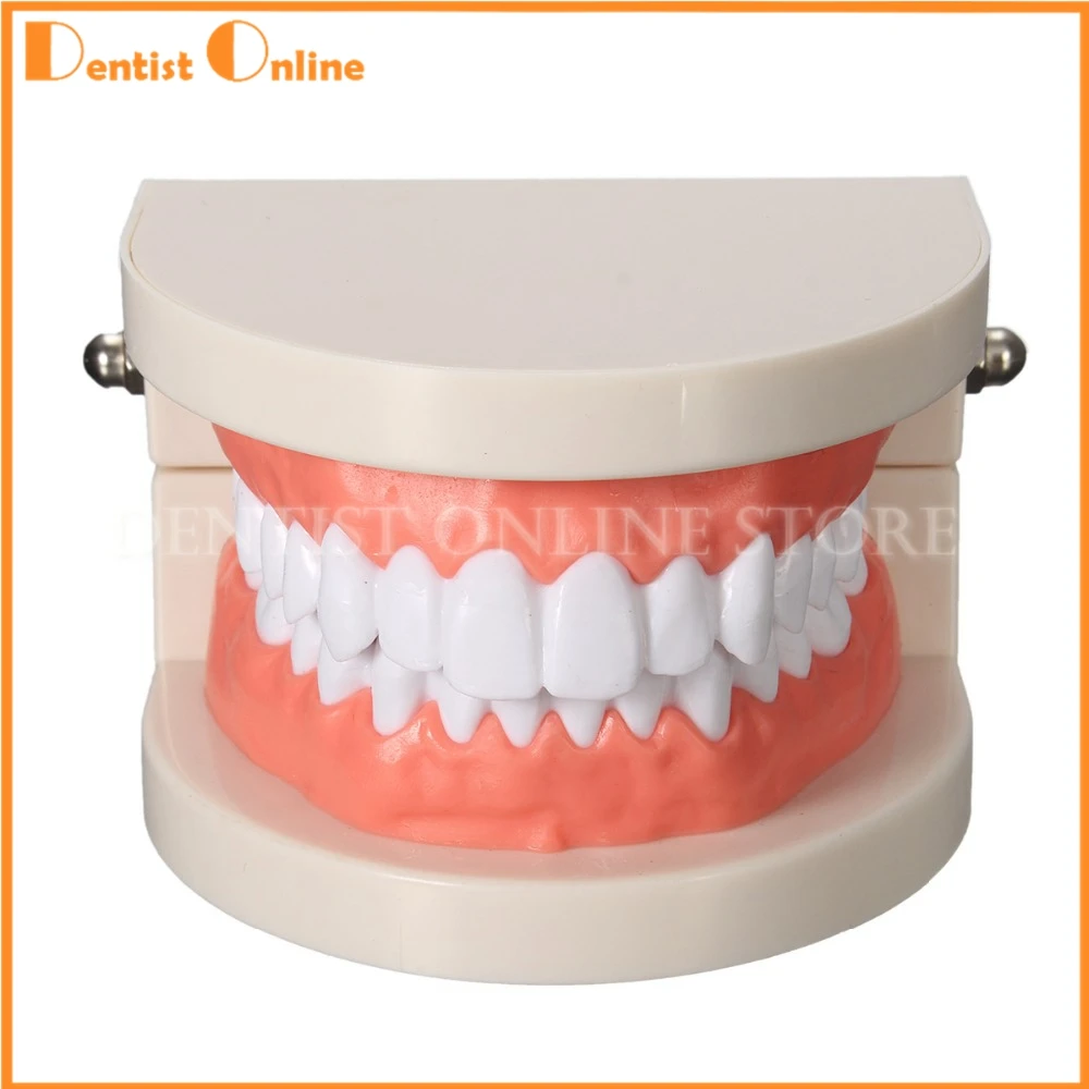 

1PC Dentures Dental Teeth Model Clear Gum Standard Typodont Model 28 Pcs Teeth For Medical Science Dentist Teaching Study