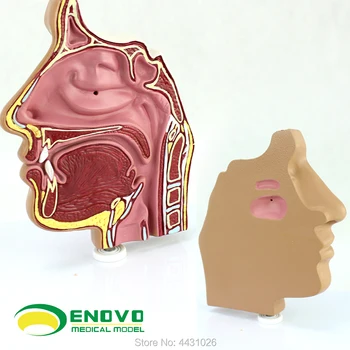 

ENOVO The nasal endoscopic puncture of the nose and larynx of the nose and larynx of human body medicine