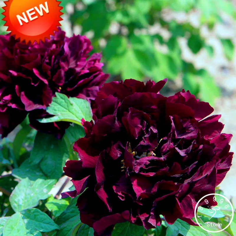 

Big Promotion!Chinese Peony garden Black Purple Peony Flower Potted Bonsai Plant flores 10 Pieces / Bag,#BF5ADW