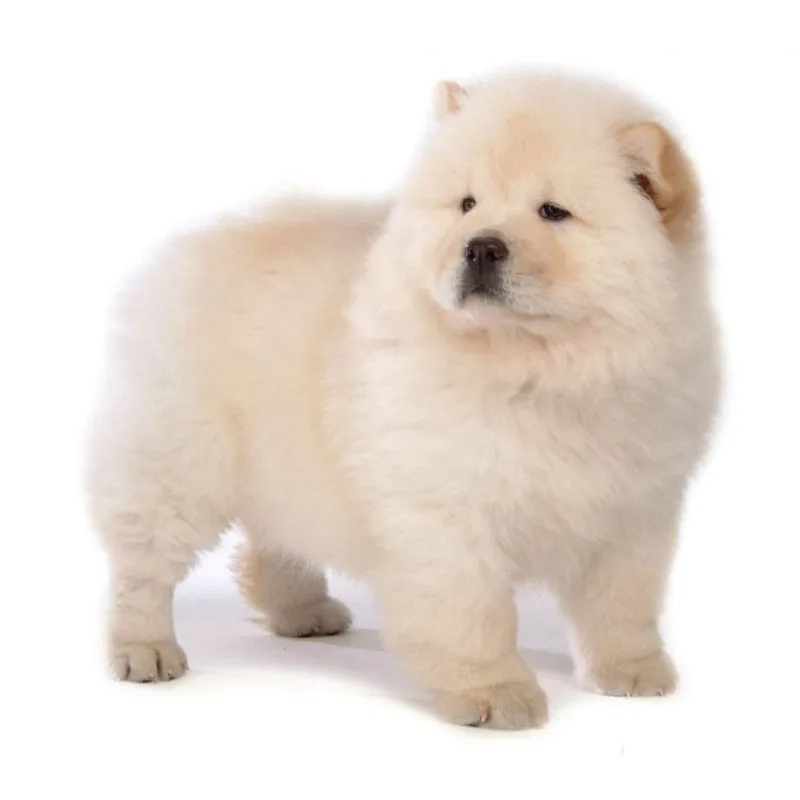 Chow Chow Dog-1