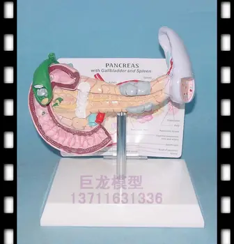 

pancreas with Spleen, pancreas, gall bladder and duodenum Human anatomy visceral anatomy teaching model