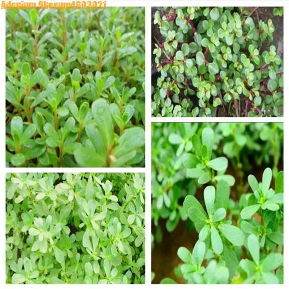 

Big promotion! Purslane bonsai healthy vegetable bonsai home garden planting 100 pieces easy to grow perennial free shipping