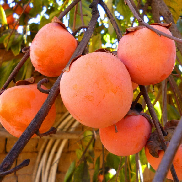 Free shipping 20pcs persimmon Seeds, Delicious Fruit DIY ...